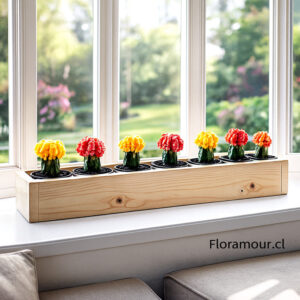 Jardinera mágica con 7  cactus de colores