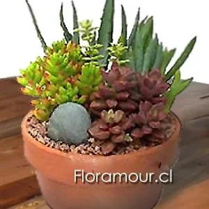 Jardín de cactus y suculentas