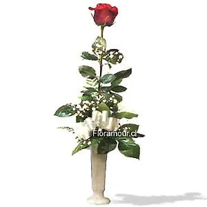 Rosa solitaria en florero