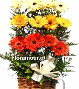 Coro de gerberas multicolor