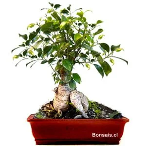 Bonsai ficus gingseng original 10 años