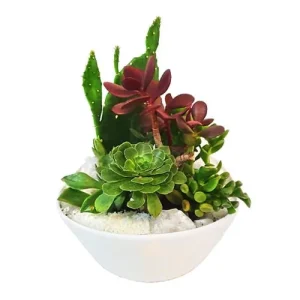 Mini Jardín de suculentas