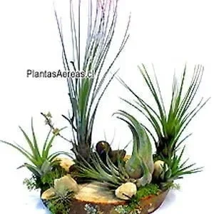 Tillandsias