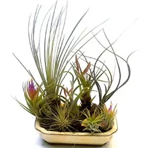 Jardín de tillandsias en maceta bonsái