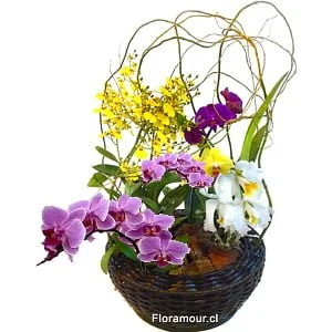 Canasto colección de plantas de orquí­deas deluxe