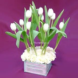 Amsterdam Tulips - Tulipanes