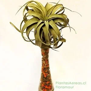 Tillandsia xerográfica