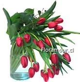 Cascada de tulipanes en florero cilindro de vidrio Keukenhof Holland