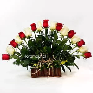 Arpa de rosas bicolor