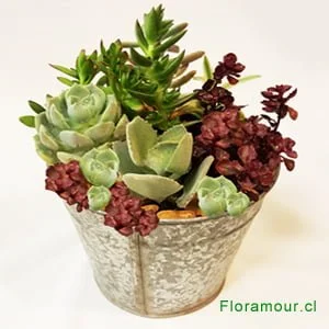Jardí­n de suculentas y cactus
