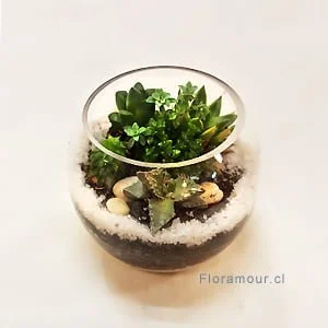 Terrarium de suculentas y cactus