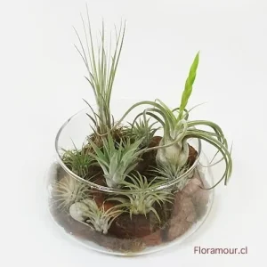Jardin de tillandsias en base de vidrio