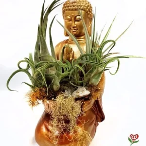 Buddha Siddartha con arreglo de tillandsias
