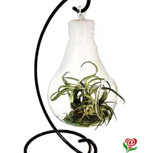 Terrarium colgante de tillandsias