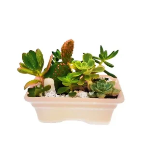 Mini Jardín de suculentas variadas