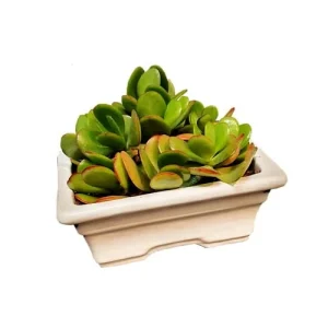 Mini jardín de crásulas jade