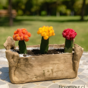 Trío de cactus insertados de color