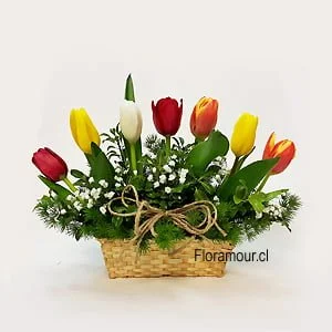 Mini jardines de tulipanes