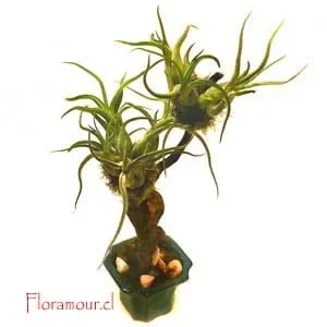 Bonsai de tillandsia​s Caput Medusae