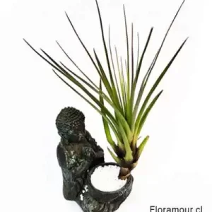 Buda Sidarta con Lucky Planta Tillandsia de la armonía