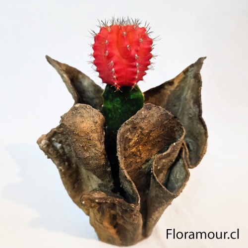 Cactus de Color en Ecoform