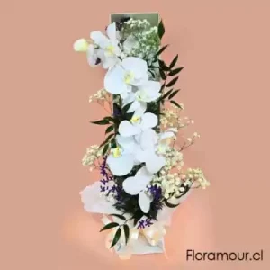 MIKADO - CAJA ABIERTA CON ORQUÍDEAS
