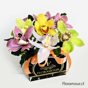 Box Élite - Caja cubo Orquídeas
