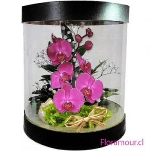 Orquídeas Phaleanopsis en Caja Transparente: Regalo Elegante para Toda Ocasión