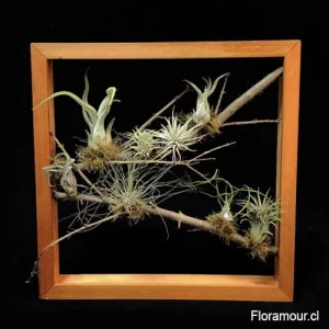 Cuadro viviente de plantas aéreas tillandsias