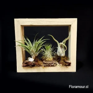cuadro viviente trio de plantas aéreas tillandsias