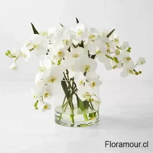Magnum Florero de orquídeas