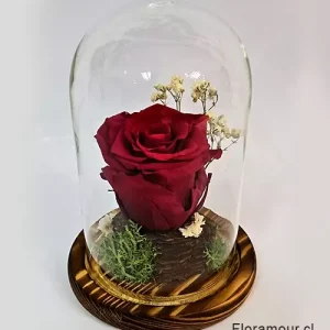 Fanal Domo Con Rosa Preservada