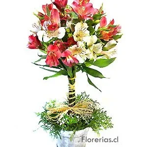 Top yard de alstroemerias