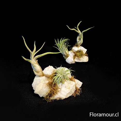 Isla de Cuarzo con Tillandsias