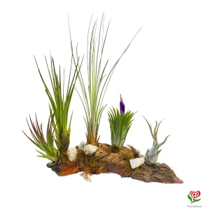 Exclusivo Jardin de Tillandsias