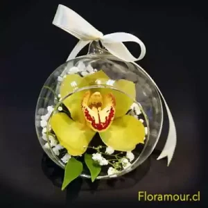 LITTLE PECERA CON ORQUÍDEA NATURAL