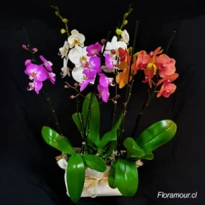 Orquídeas Shanghái Collection
