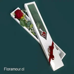 Regala Amor en Caja: Sorprende con una Rosa Ecuatoriana Roja individual en Estuche Elegante