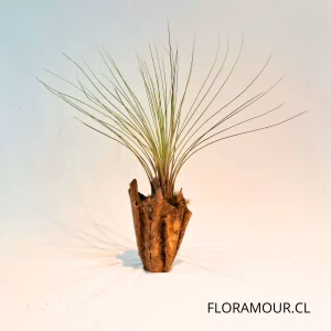 Juncea en Maceta Ecoforme