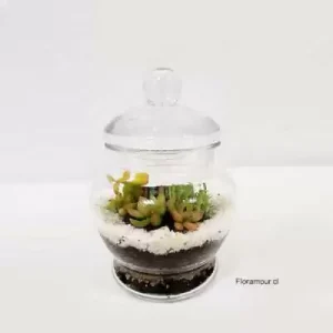 Terrarium fino de suculentas variadas