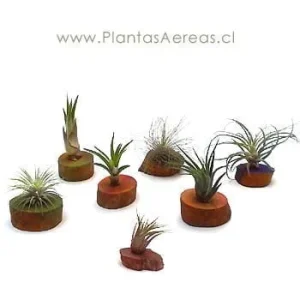 Trio de tillandsias