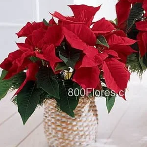 Red poinsettia basket