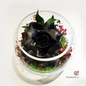 Black prince - Rosa negra en pecera