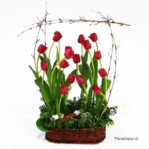 BOSQUE DE TULIPANES JUNIOR