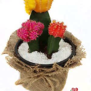 TRIO DE CACTUS SUDAFRICANOS INJERTADOS DE COLORES equinoxio