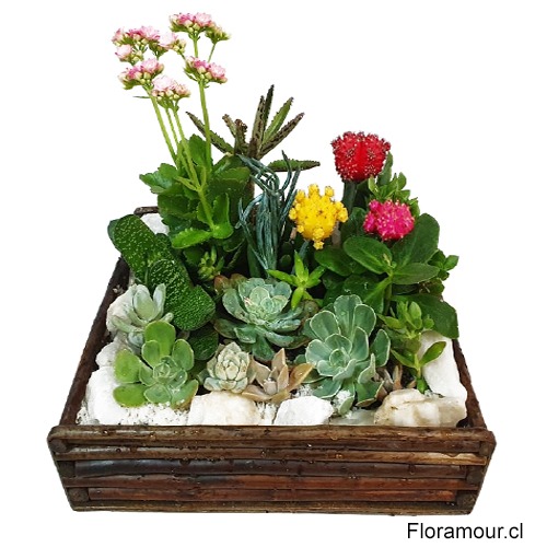 Jardí­n de Cactus equinoxio y suculentas variadas.