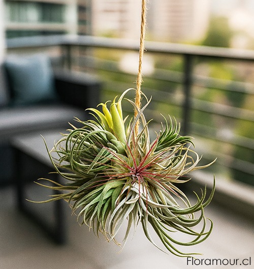 Druza colgante de Tillandsias Plantas Aéreas
