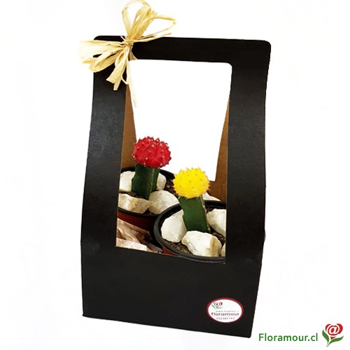 Equinoxio - Eco Caja Colgante con Dos Cactus