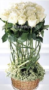 Fardo redondo de rosas