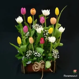 Gran coro de tulipanes variados